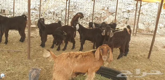 ذبايح حري سواكني تيوس زواجات مناسبات صدقات عقيقه 14