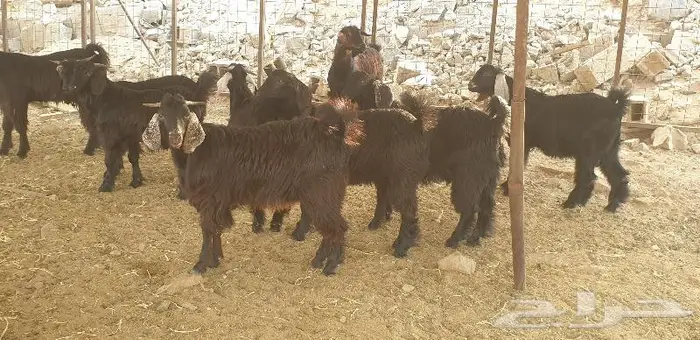 ذبايح حري سواكني تيوس زواجات مناسبات صدقات عقيقه 16