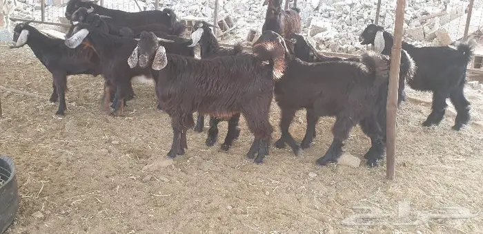 ذبايح حري سواكني تيوس زواجات مناسبات صدقات عقيقه 17