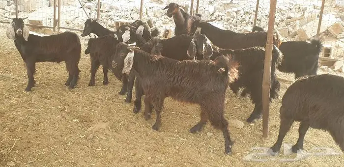 ذبايح حري سواكني تيوس زواجات مناسبات صدقات عقيقه 18