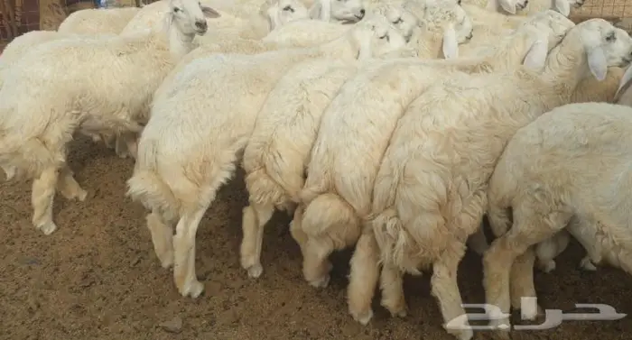 ذبايح حري سواكني تيوس زواجات مناسبات صدقات عقيقه 19