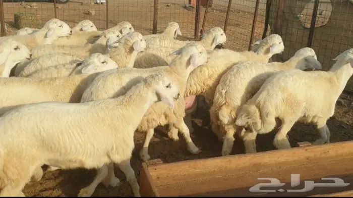 ذبايح حري سواكني تيوس زواجات مناسبات صدقات عقيقه 11