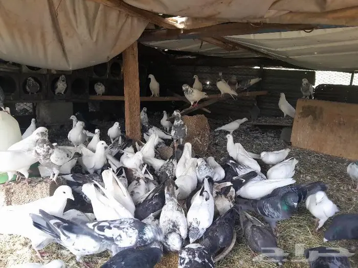 عشة حمام للبيع 0