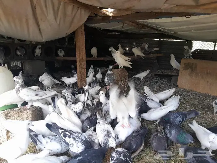 عشة حمام للبيع 1