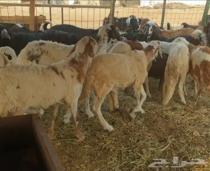 ذبايح حري سواكني تيوس زواجات مناسبات صدقات عقيقه 12