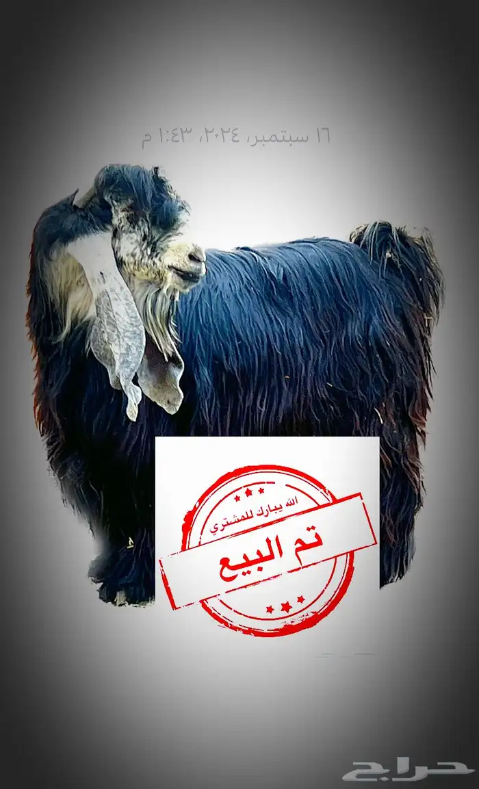 تيس عارضي 1
