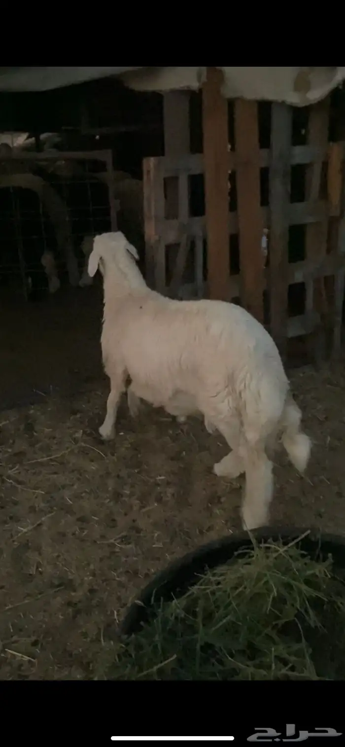 طليان حريه جذعان فوق 6 شهور ذبايح ضيوف وتلاجه مقفله 1