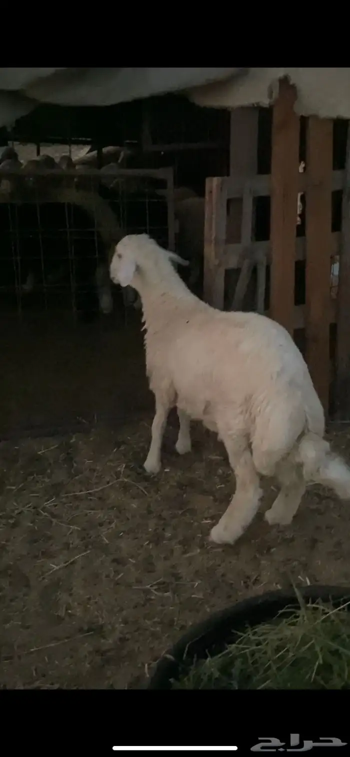 طليان حريه جذعان فوق 6 شهور ذبايح ضيوف وتلاجه مقفله 0