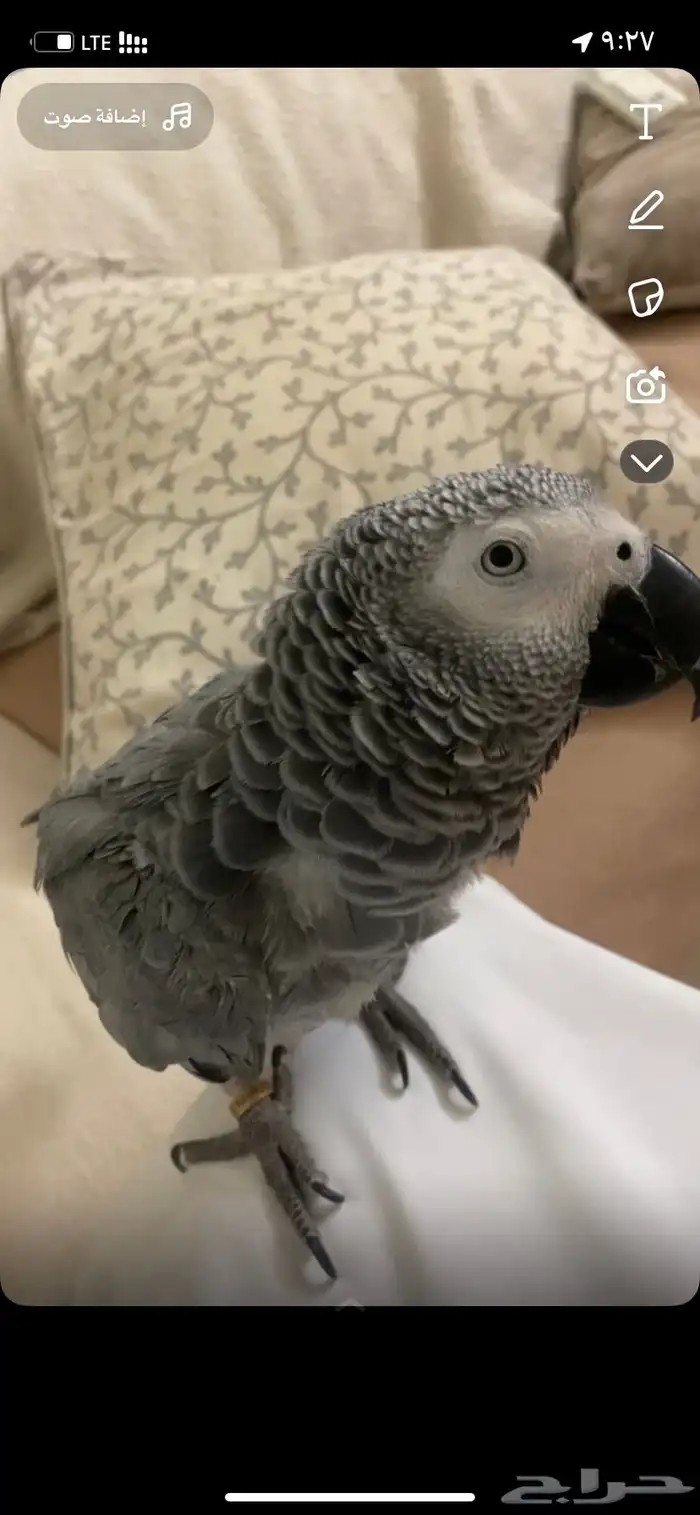 ببغاء ضايع مفقود 2