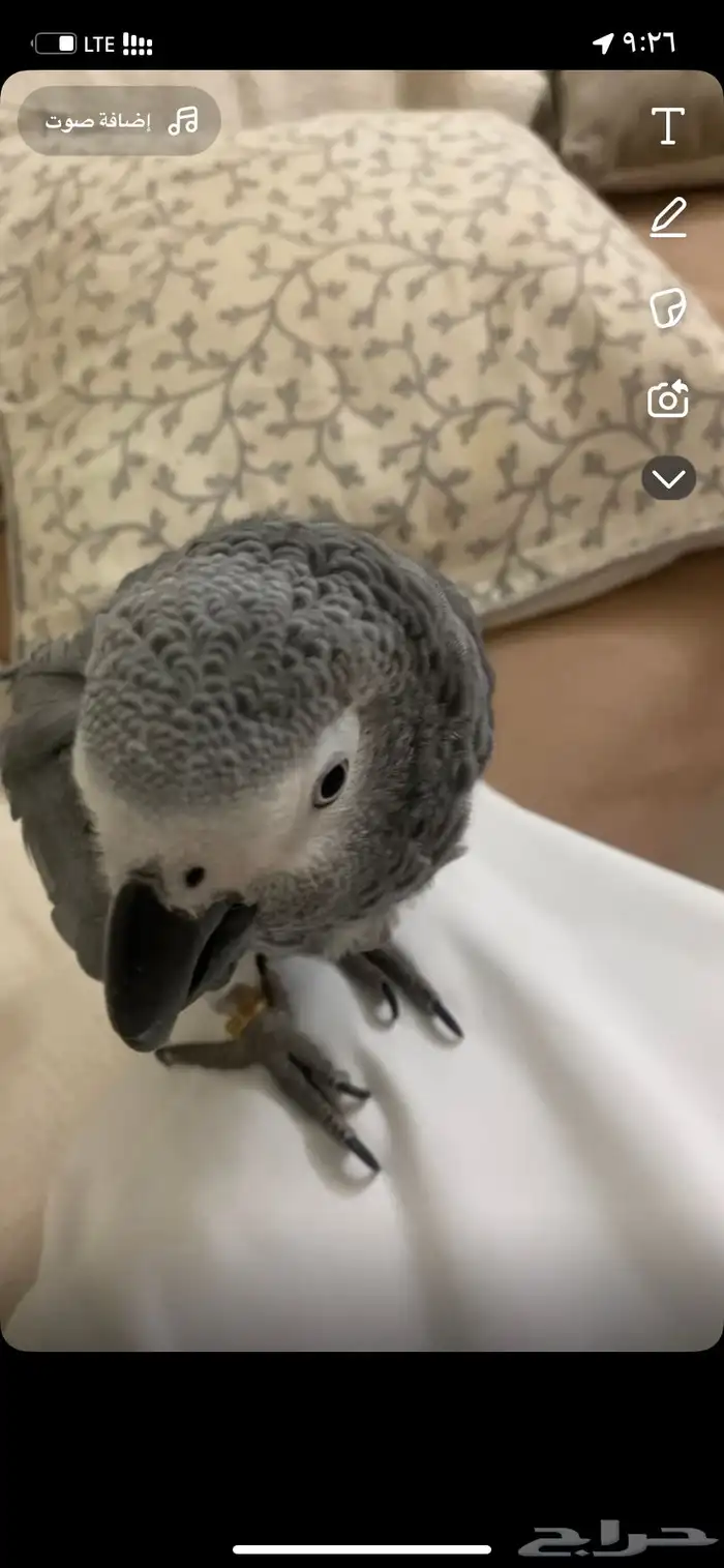 ببغاء ضايع مفقود 1