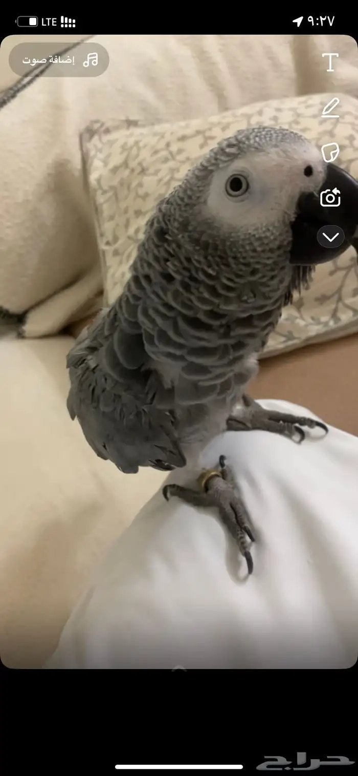 ببغاء ضايع مفقود 0