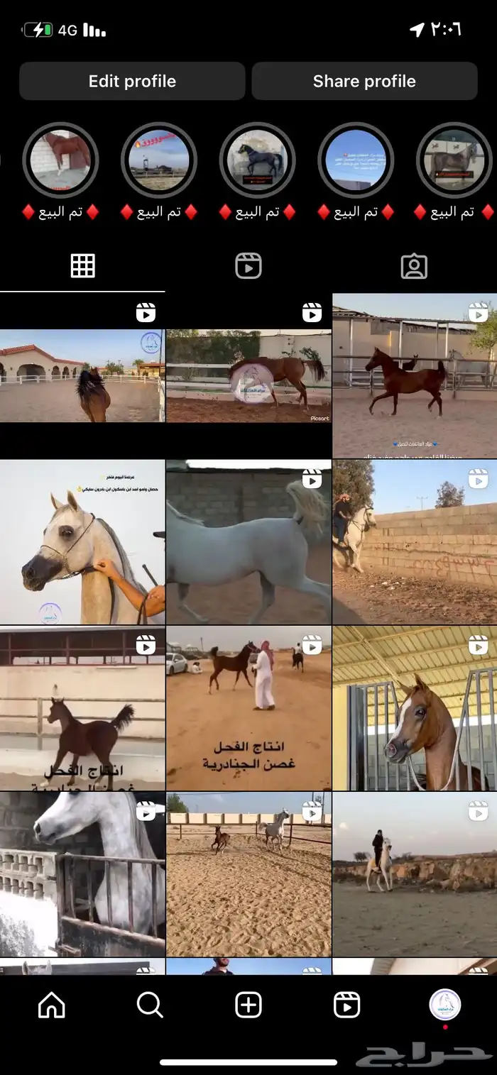 مزاد النياف لتسويق الخيل 1