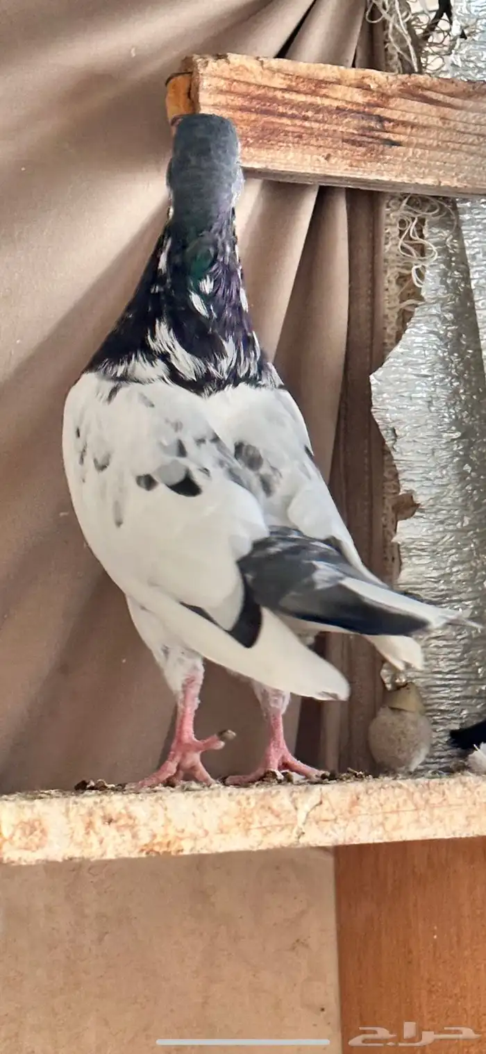 حمام باكستاني 0