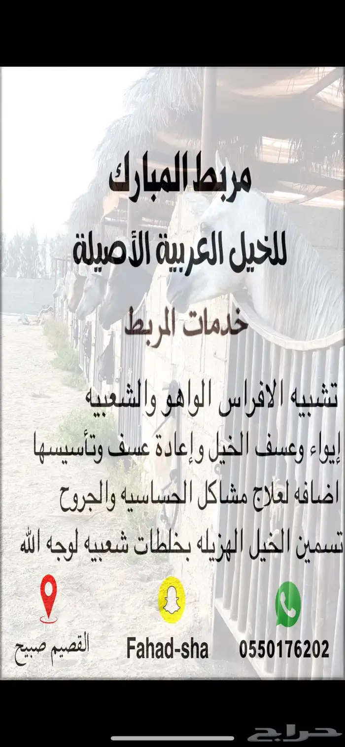 مربط المبارك للخيل العربية ( ايواء_تشبيه_عسف)ب صبيح 0