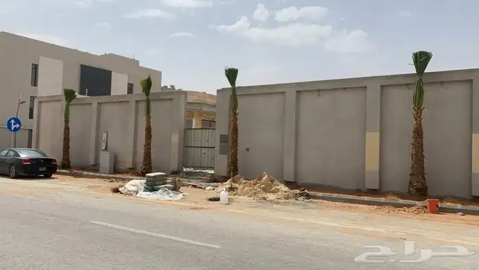 نخل واشنطني زينه للبيع باسعار مناسبة 12