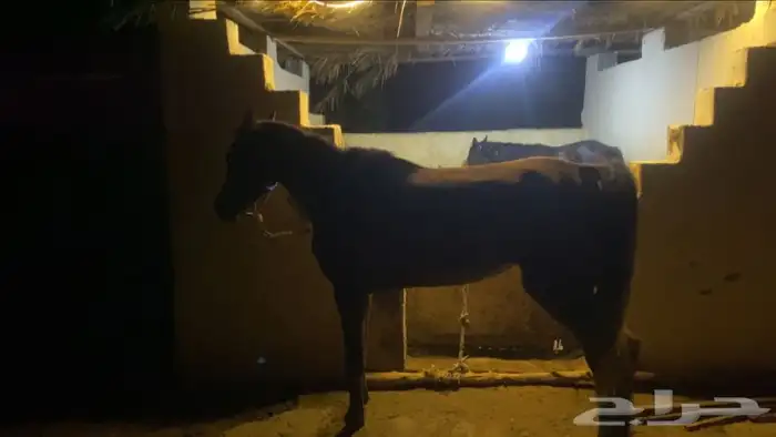 مهره شعبيه 2