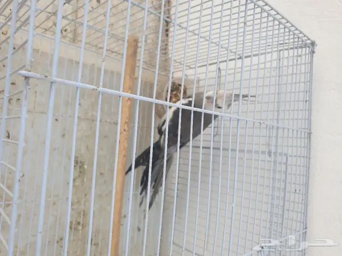 طير كروان تم البيع 1