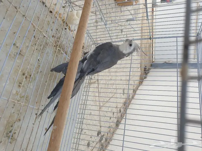 طير كروان تم البيع 2