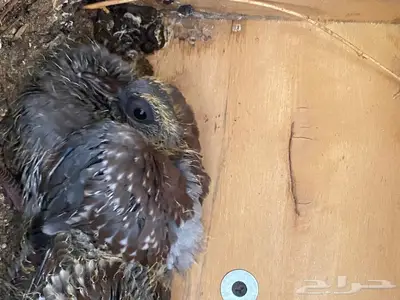 قميري ابو جفن 2