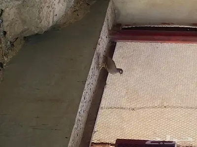 حجل رملي 1