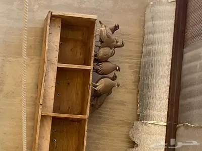 حجل رملي 2
