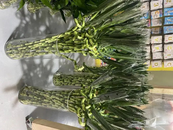 نباتات داخلية 8