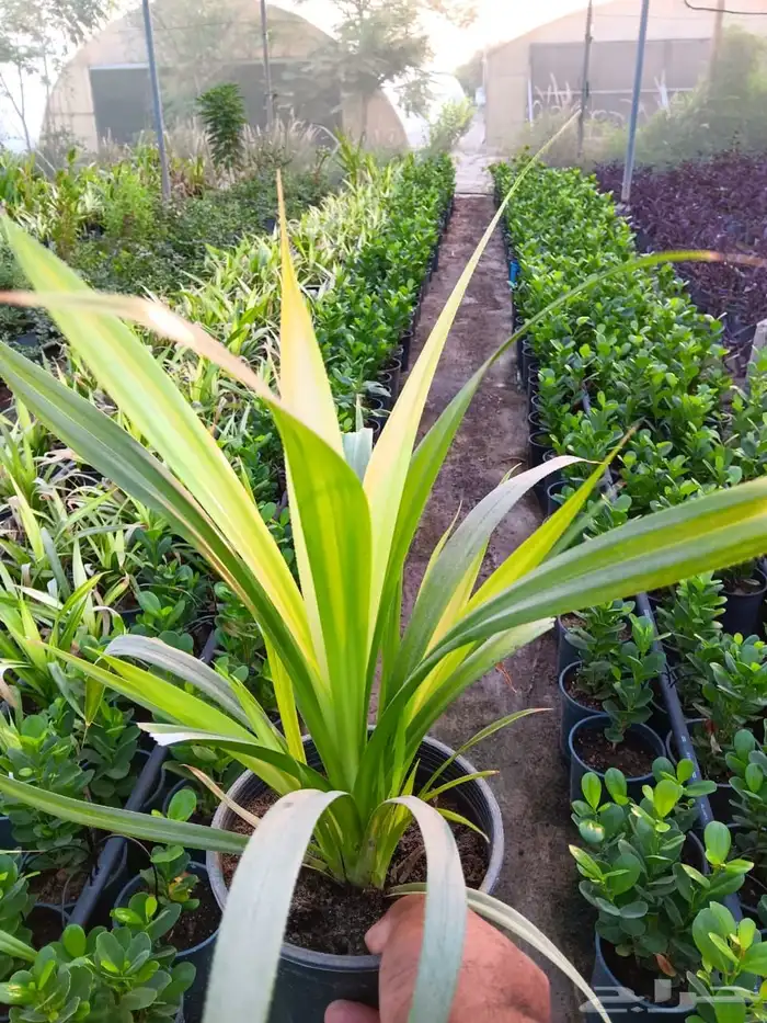 نباتات داخلية وخارجية و تنسيق الحدائق 0