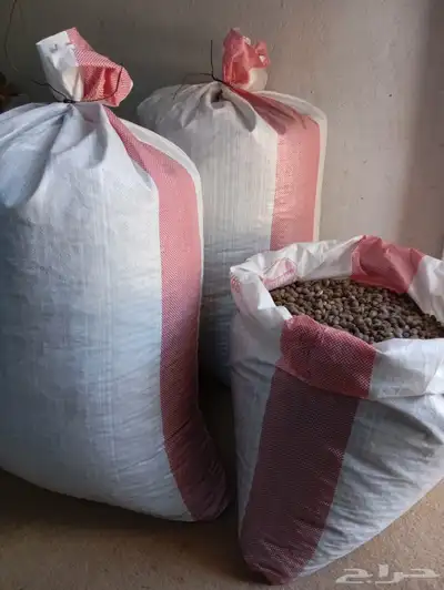 حب المورينقا اليسر العربي 0