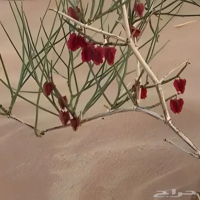 بذور ارطاء النقاوى النادر 1