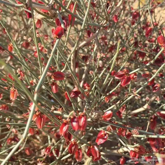 بذور ارطاء النقاوى النادر 2