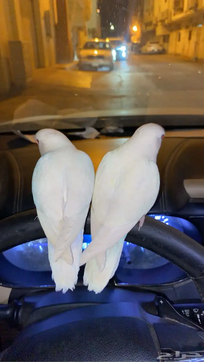 روز اليف 0