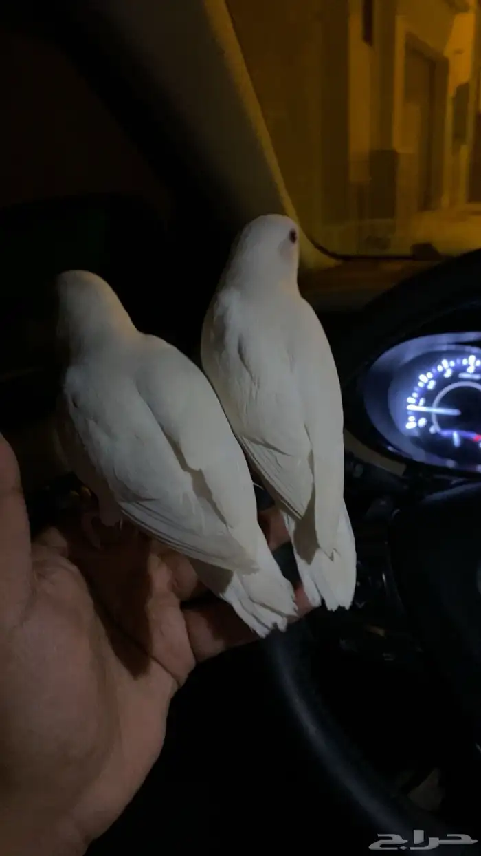 روز اليف 2