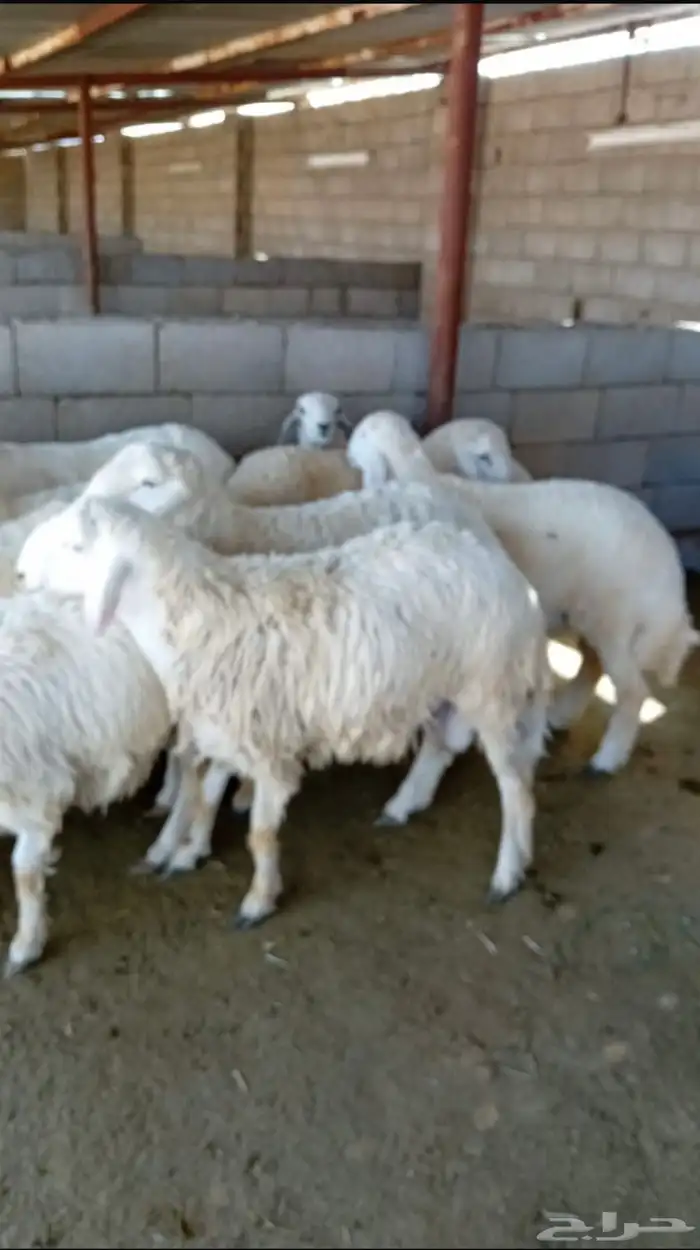 طليان حريات وسواكن ذبائح للثلاجة والمناسبات كاش واقساط 3