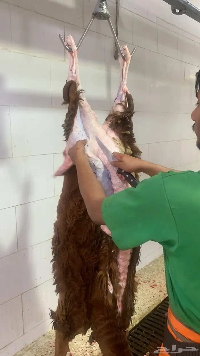 ذبايح نكهة الأجداد 5