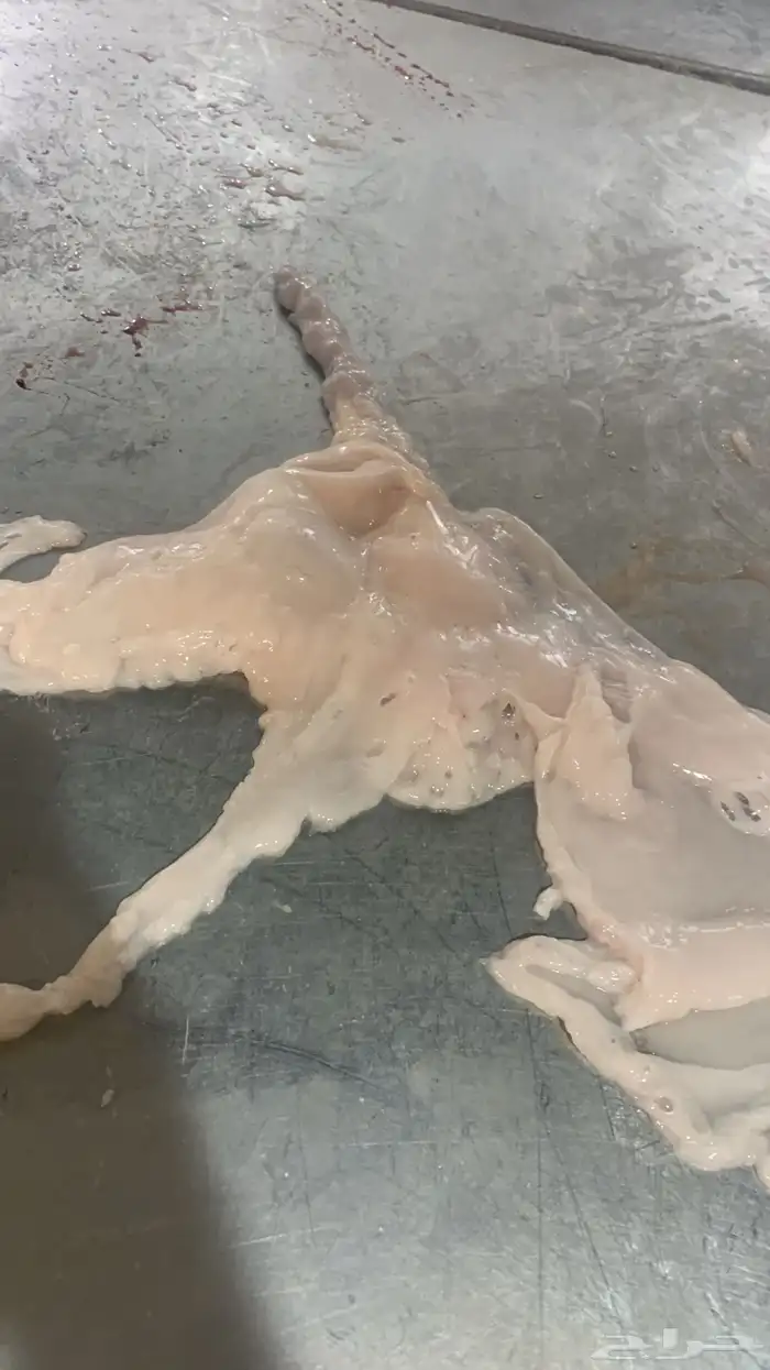 ذبايح نكهة الأجداد 8