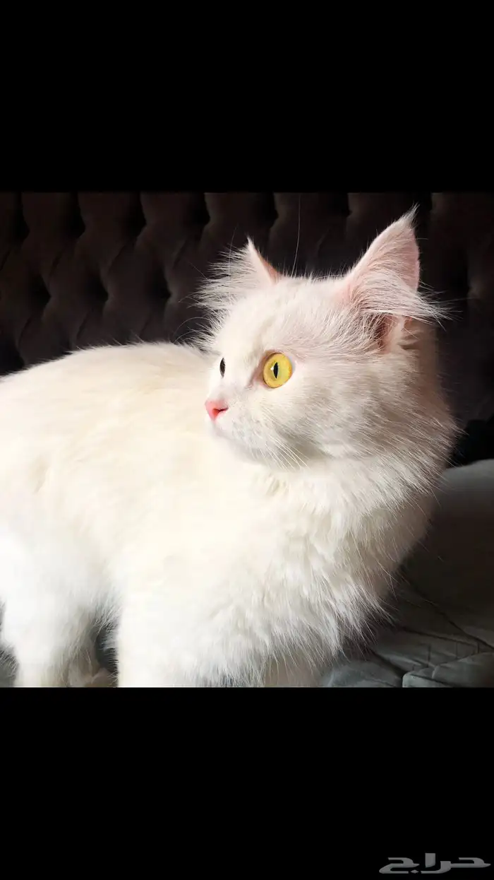 قطط الاحساء 0