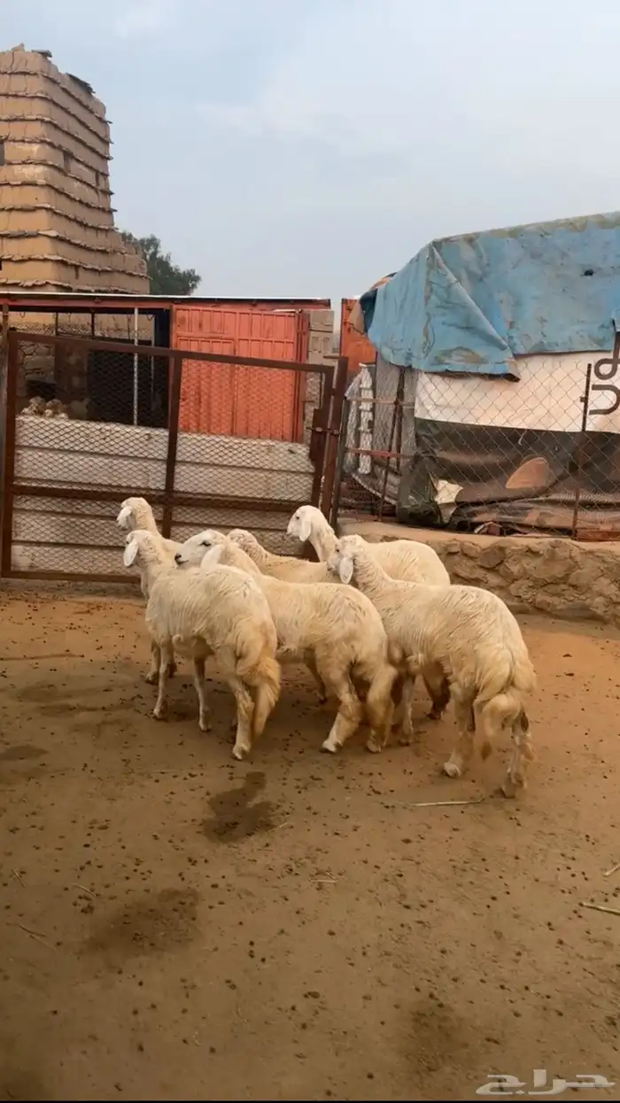 رخال تأسيس مراح ( تم البيع ) 0