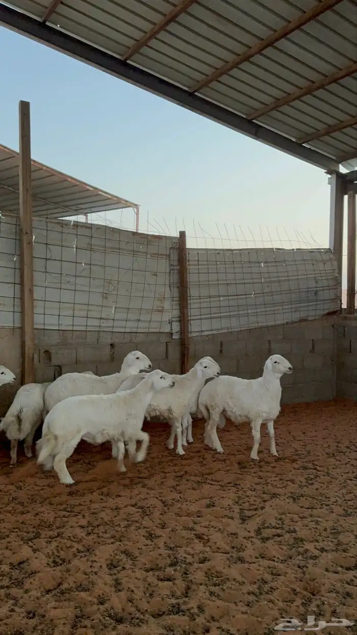 خرفان حريات 11