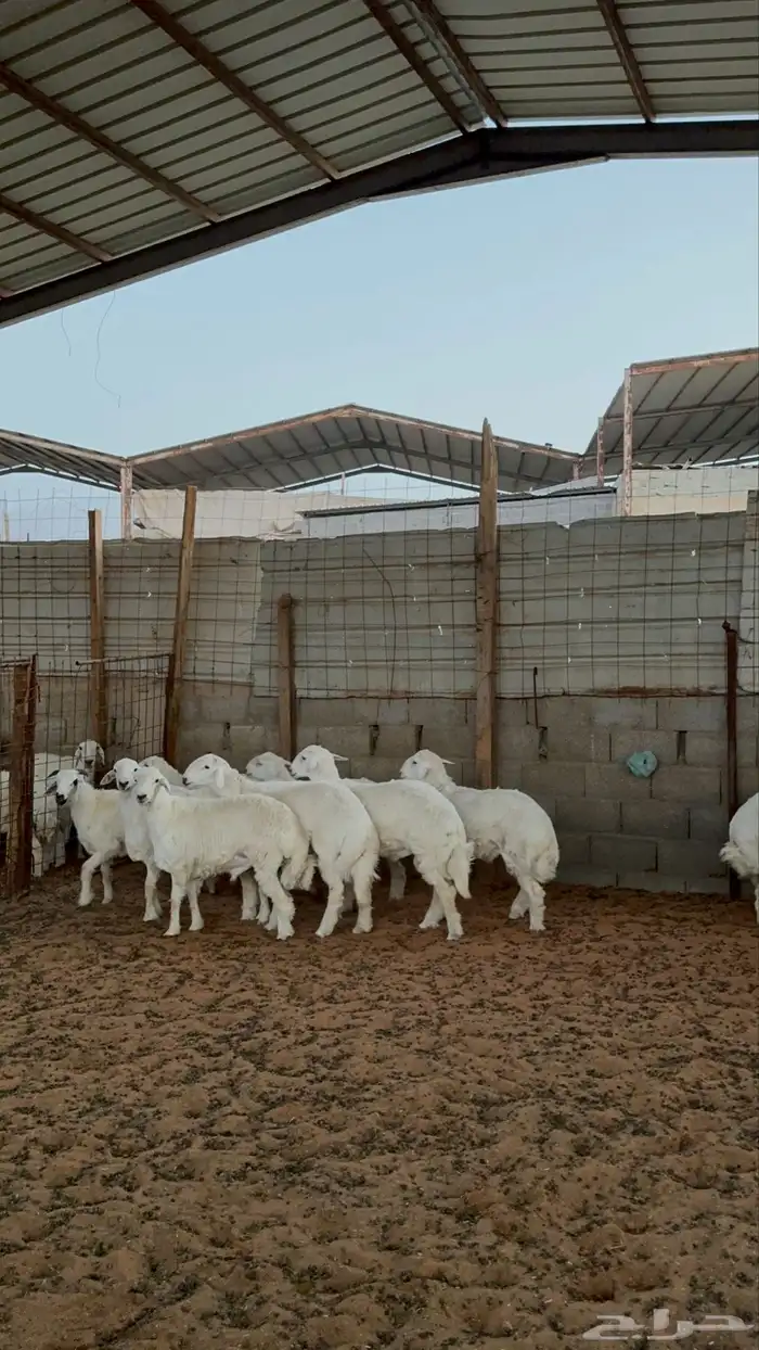 خرفان حريات 8