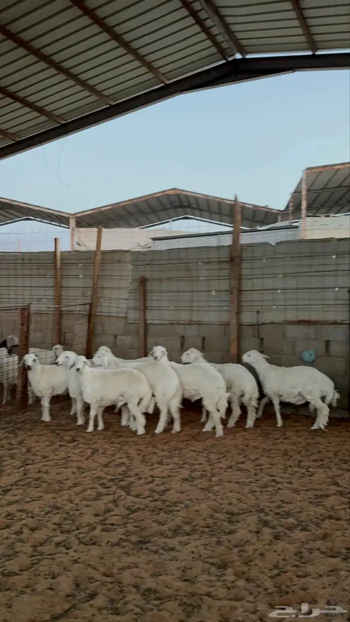 خرفان حريات 6