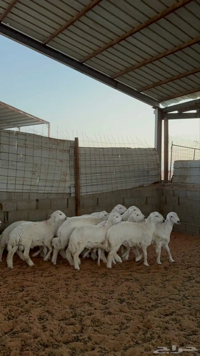 خرفان حريات 4