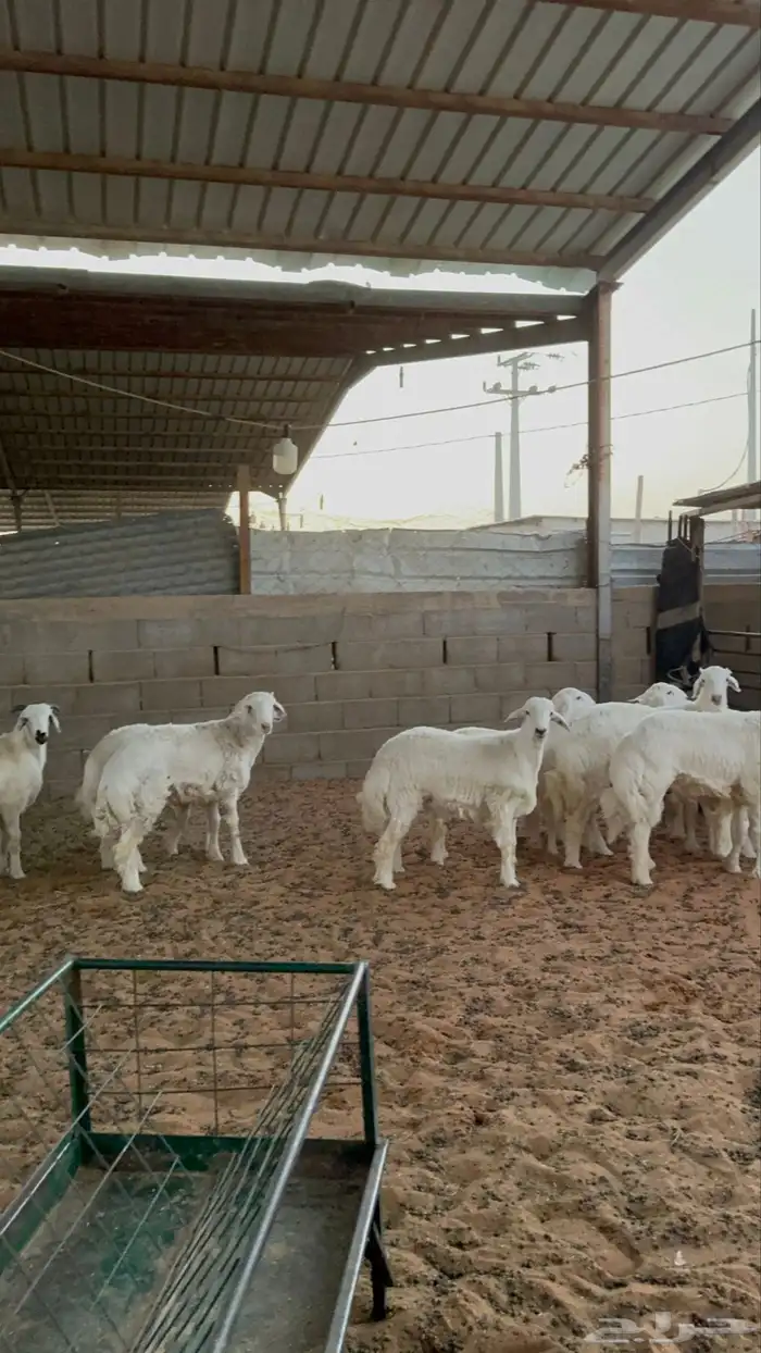 خرفان حريات 10