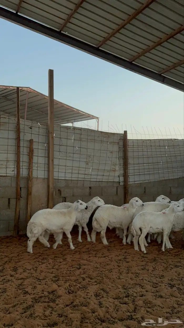 خرفان حريات 5