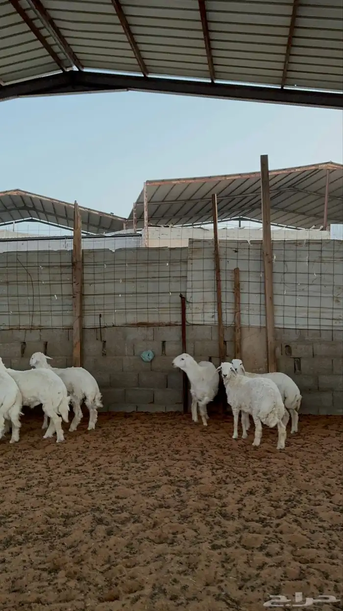 خرفان حريات 7