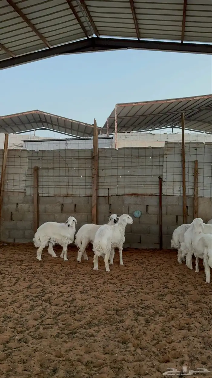 خرفان حريات 12