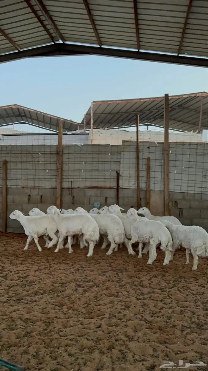 خرفان حريات 9