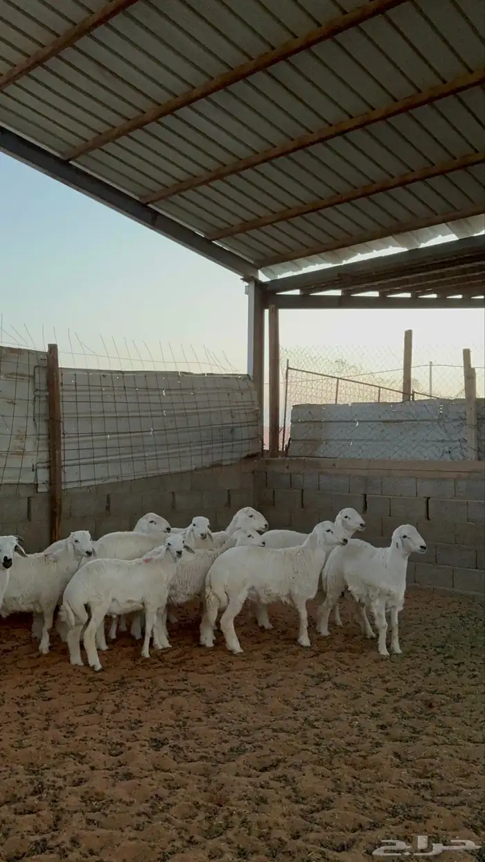 خرفان حريات 3