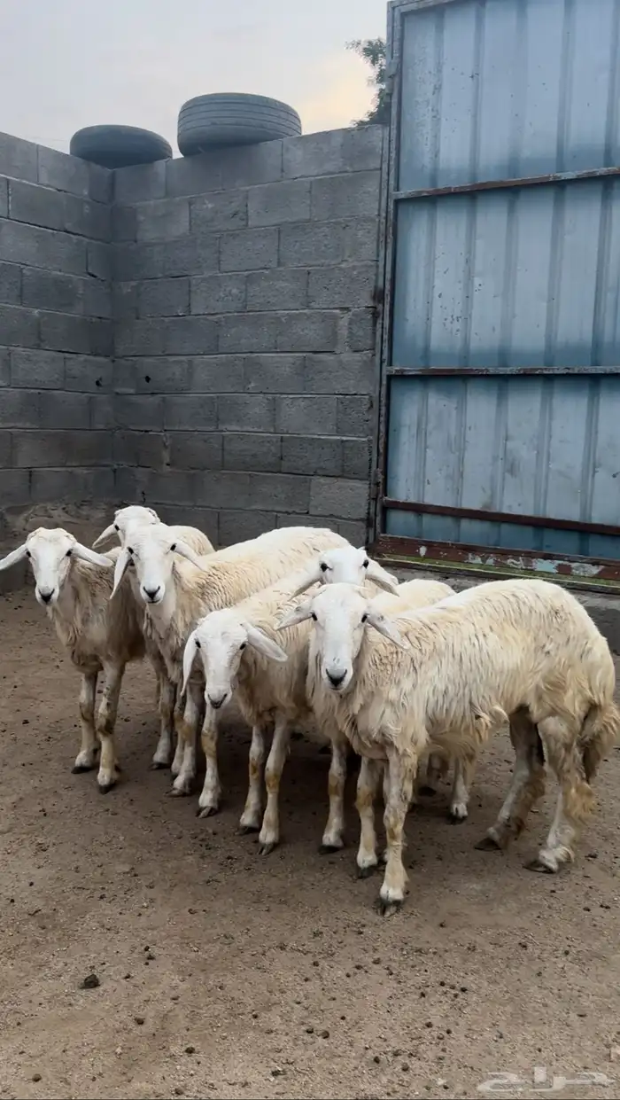 رخال تأسيس مراح ( تم البيع ) 3