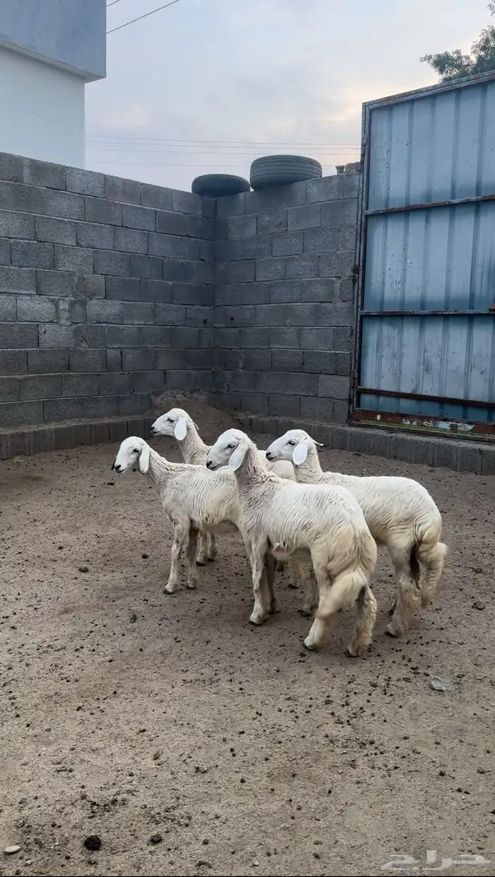 رخال تأسيس مراح ( تم البيع ) 6