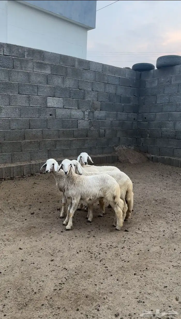 رخال تأسيس مراح ( تم البيع ) 4